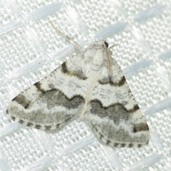 Macaria pallipennata