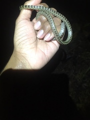 Lycodon subannulatus