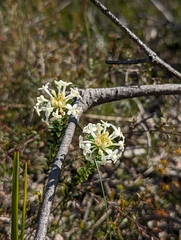 Pimelea linifolia