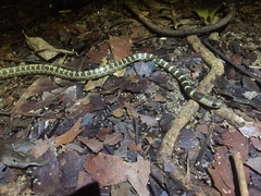 Lycodon subannulatus