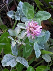 Erysiphe trifoliorum