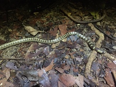 Lycodon subannulatus