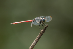 Lathrecista asiatica