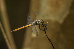 Lathrecista asiatica