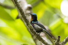 Leptocoma calcostetha