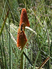 Kniphofia