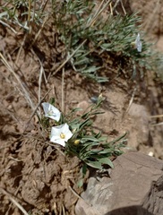 Convolvulus ammannii