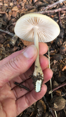 Physalacriaceae