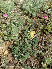 Hedysarum minussinense