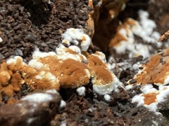 Botryobasidium aureum