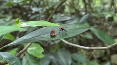 Leptocoris abdominalis