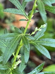 Artemisia vulgaris