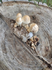 Hemipholiota populnea