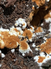 Botryobasidium aureum