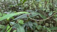Leptocoris abdominalis