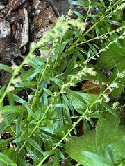 Artemisia vulgaris