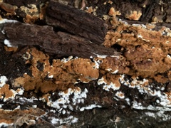 Botryobasidium aureum