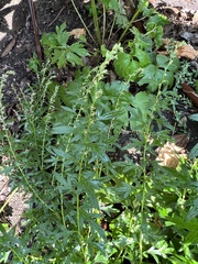 Artemisia vulgaris