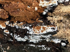 Botryobasidium aureum