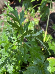 Artemisia vulgaris