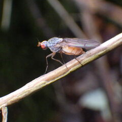 Heteromyzinae
