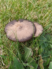 Entoloma sericeum