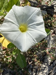 Ipomoea imperati