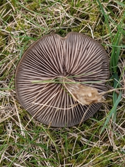 Entoloma sericeum