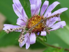 Amblyptilia pica