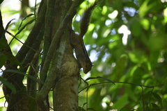 Funambulus tristriatus