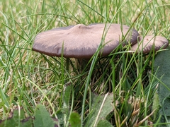 Entoloma sericeum