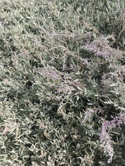 Atriplex portulacoides