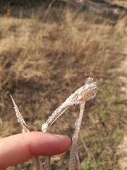 Malpolon monspessulanus