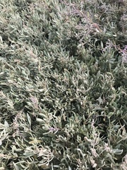 Atriplex portulacoides