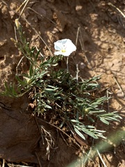 Convolvulus ammannii