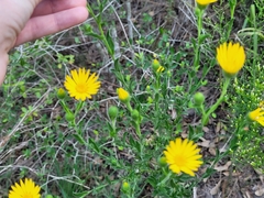 Chrysopsidinae