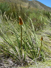 Kniphofia