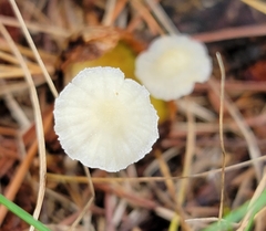 Delicatula integrella