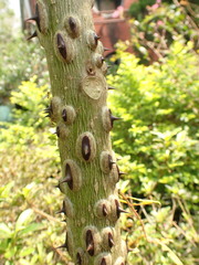 Zanthoxylum ailanthoides