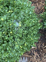 Buxus