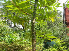 Zanthoxylum ailanthoides