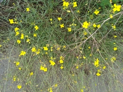 Diplotaxis tenuifolia