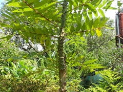 Zanthoxylum ailanthoides