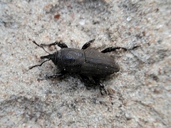 Sphenophorus coesifrons