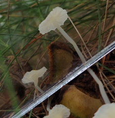Delicatula integrella