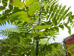 Zanthoxylum ailanthoides
