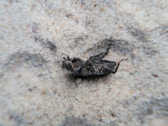 Sphenophorus coesifrons