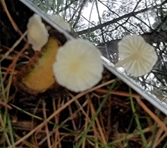 Delicatula integrella