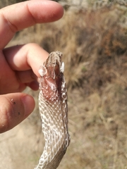 Malpolon monspessulanus