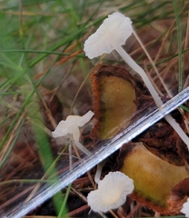 Delicatula integrella